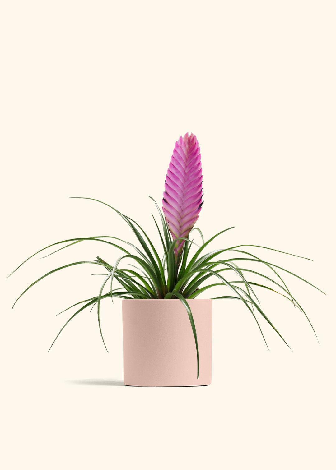 Pink Quill Plant