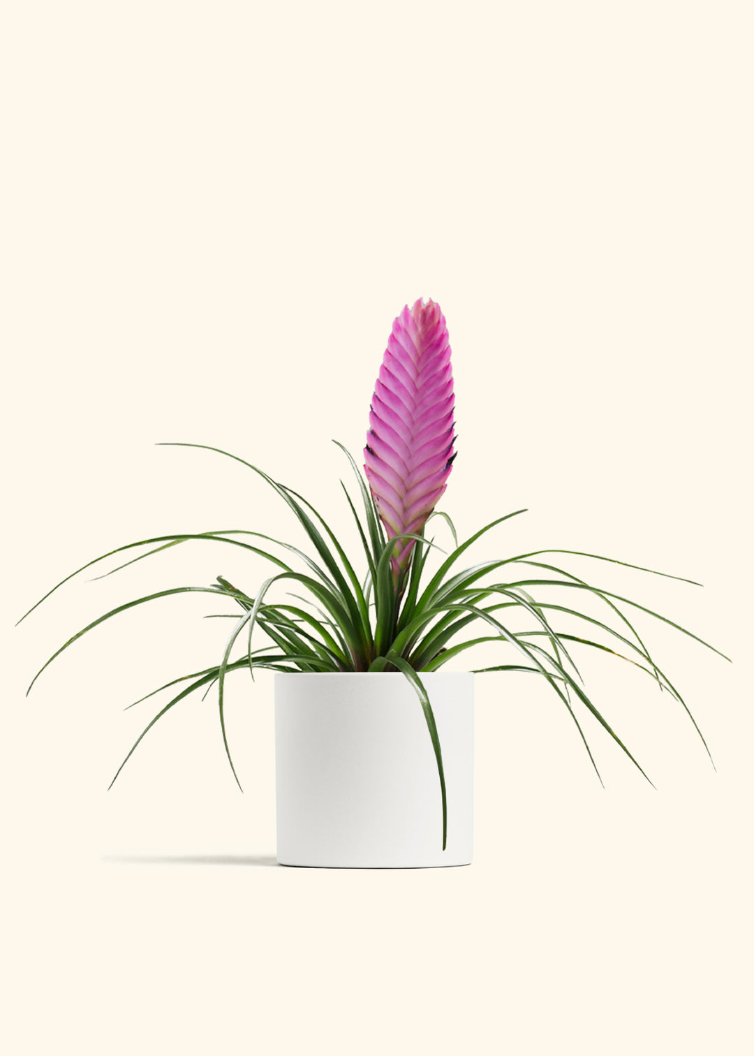 Pink Quill Plant