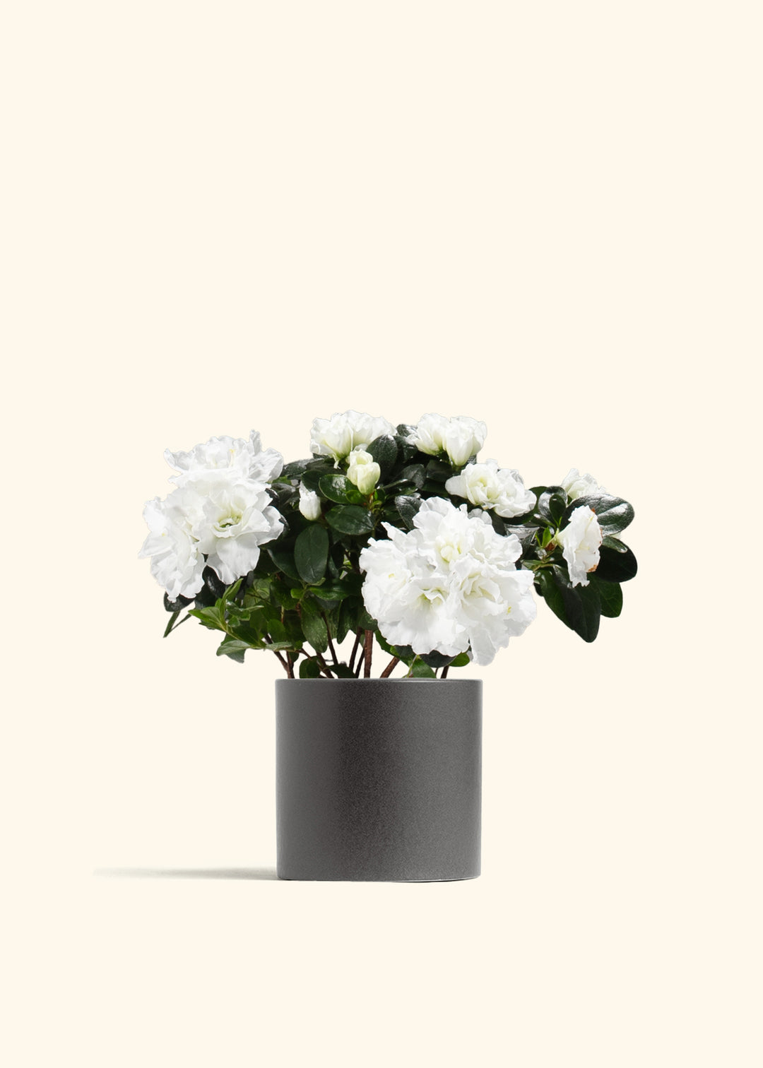 White Blooming Azalea