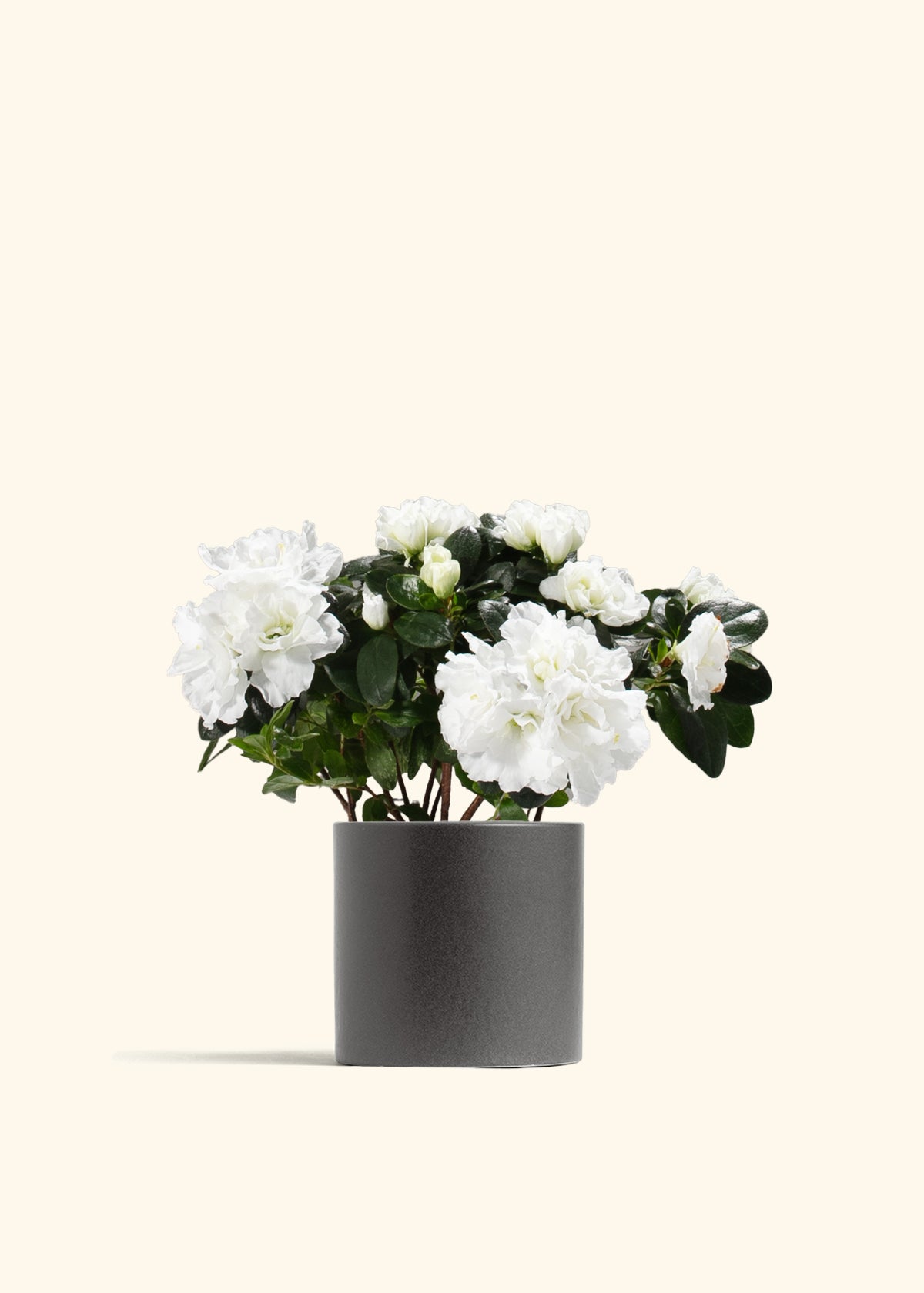 White Blooming Azalea