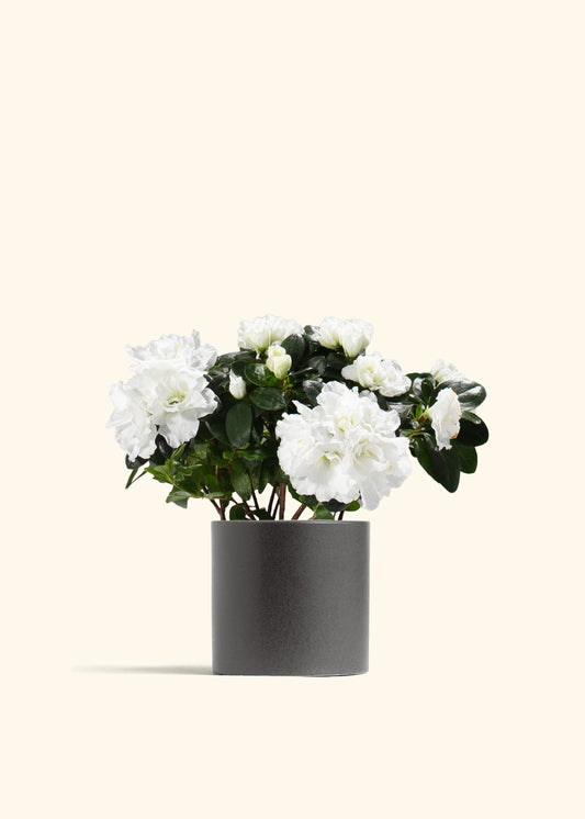 White Blooming Azalea