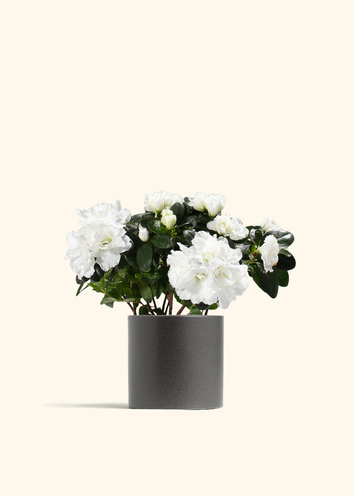 White Blooming Azalea