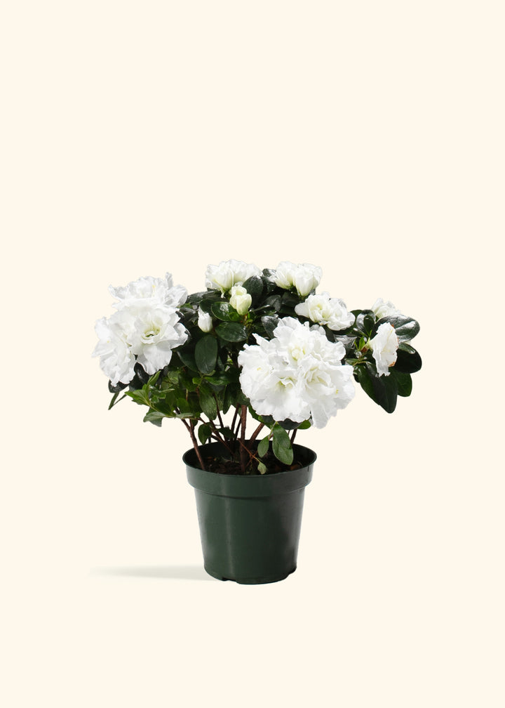 White Blooming Azalea