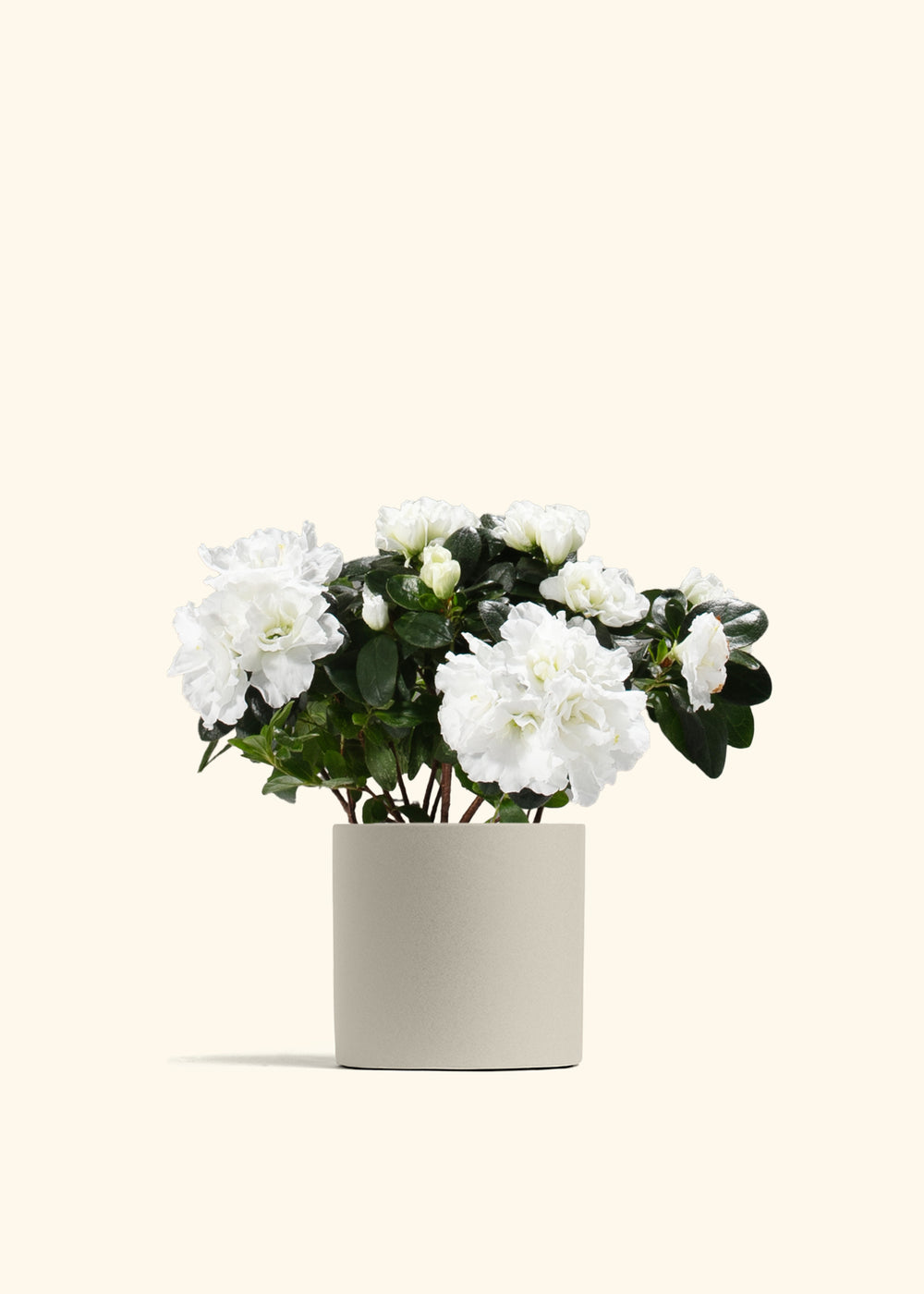 White Blooming Azalea