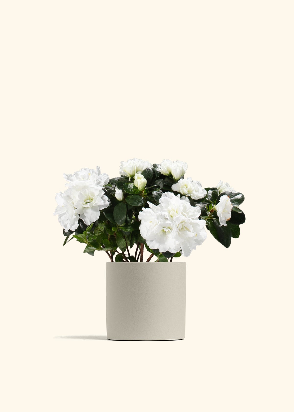 White Blooming Azalea