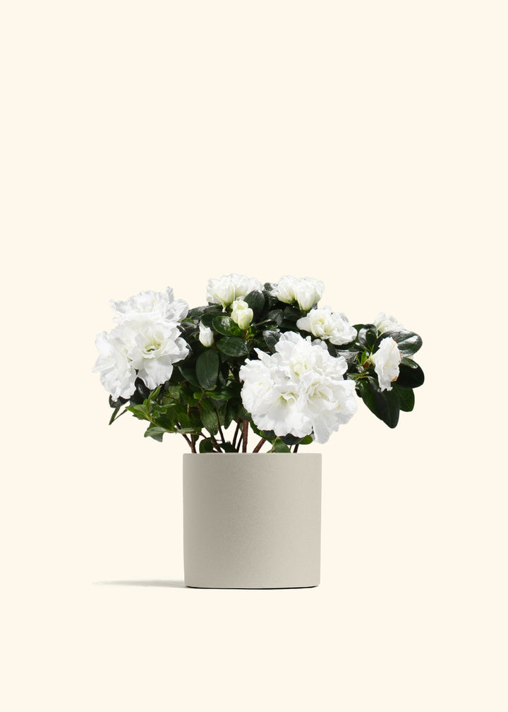 White Blooming Azalea