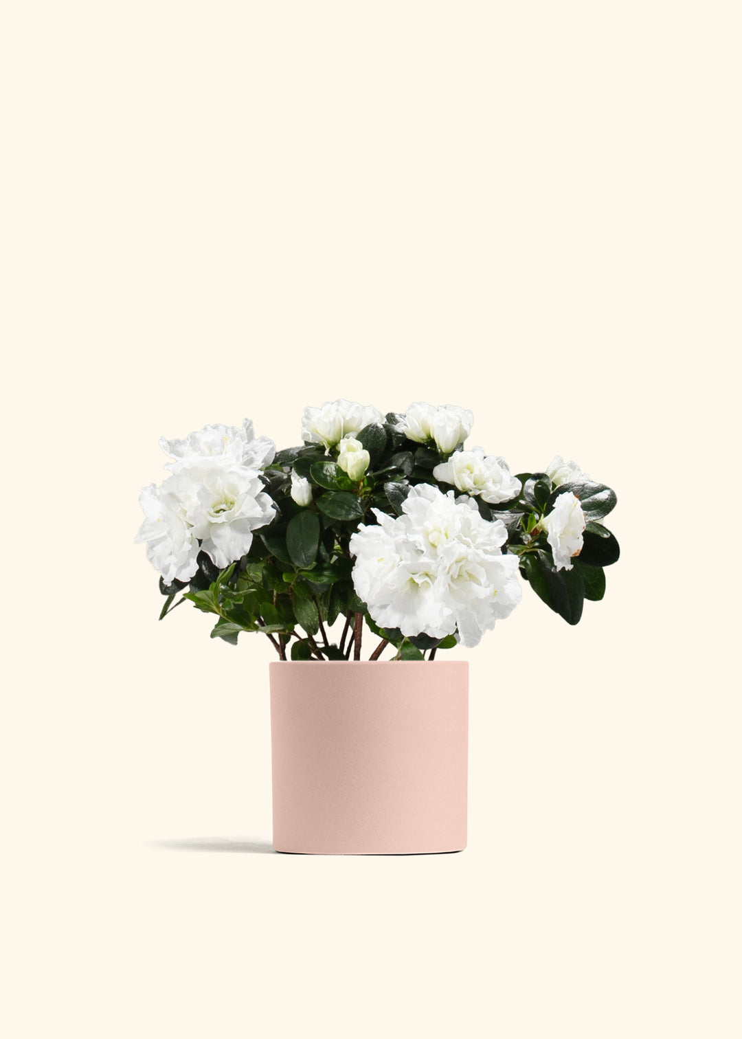 White Blooming Azalea