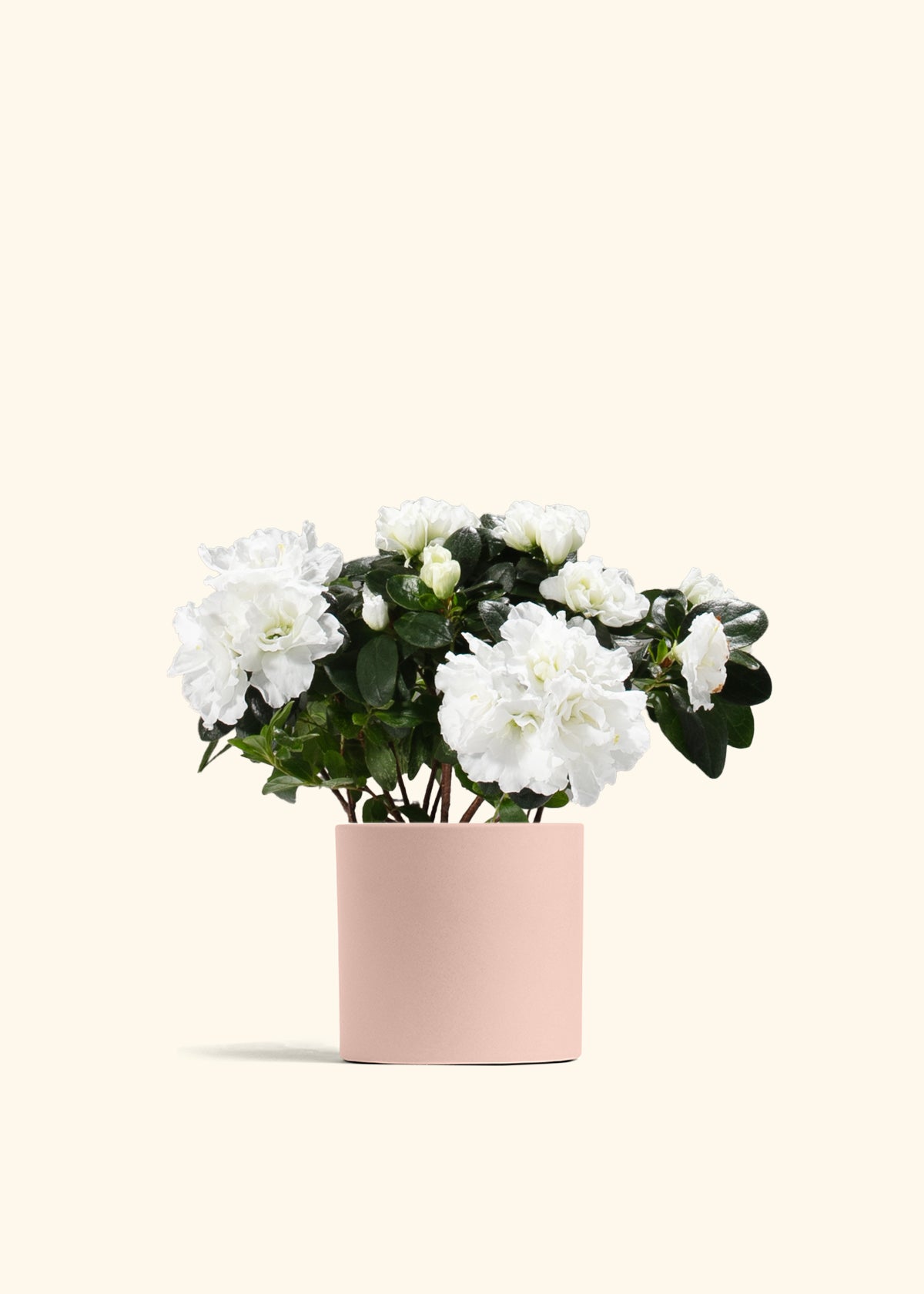 White Blooming Azalea