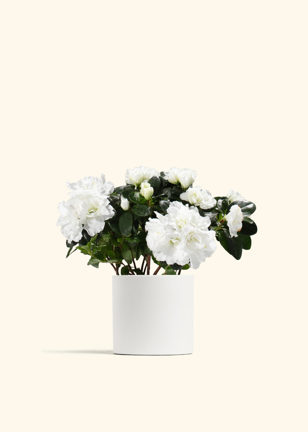 White Blooming Azalea
