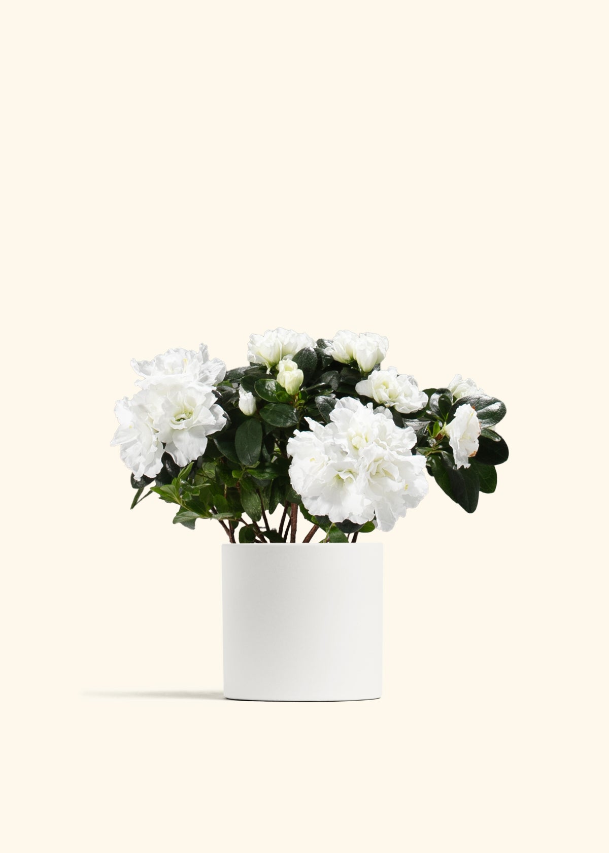 White Blooming Azalea