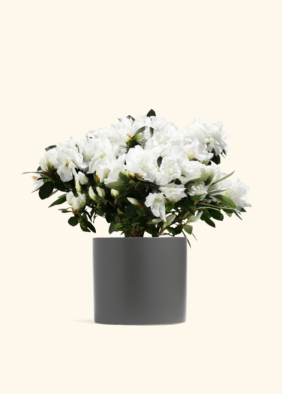 White Blooming Azalea