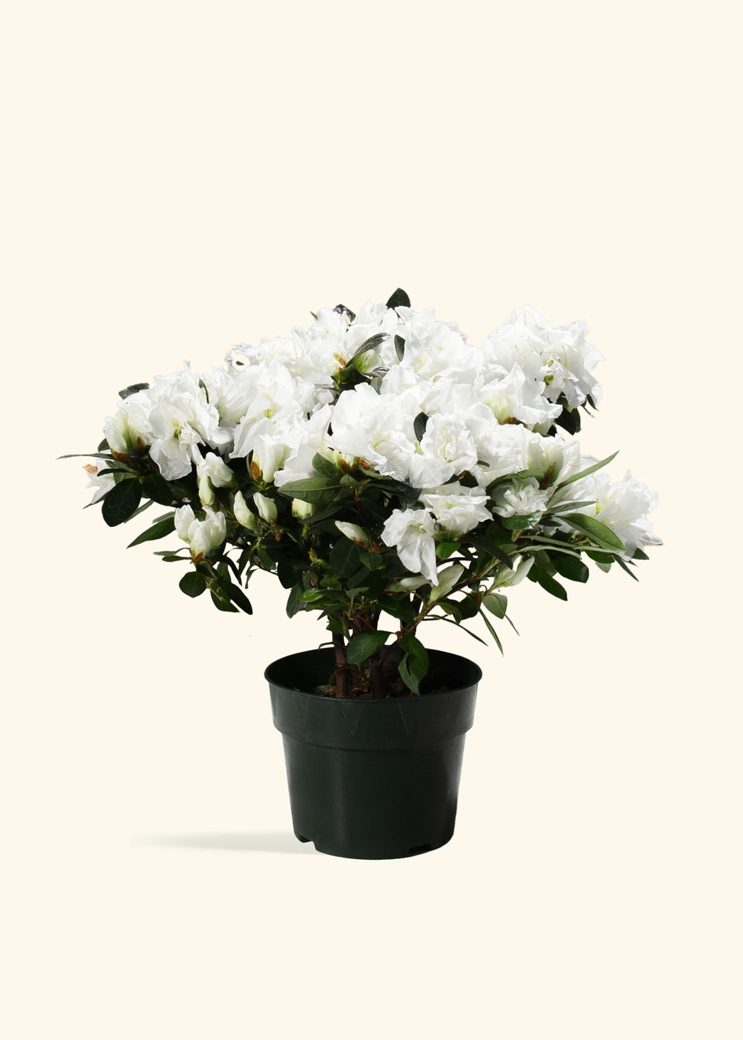 White Blooming Azalea