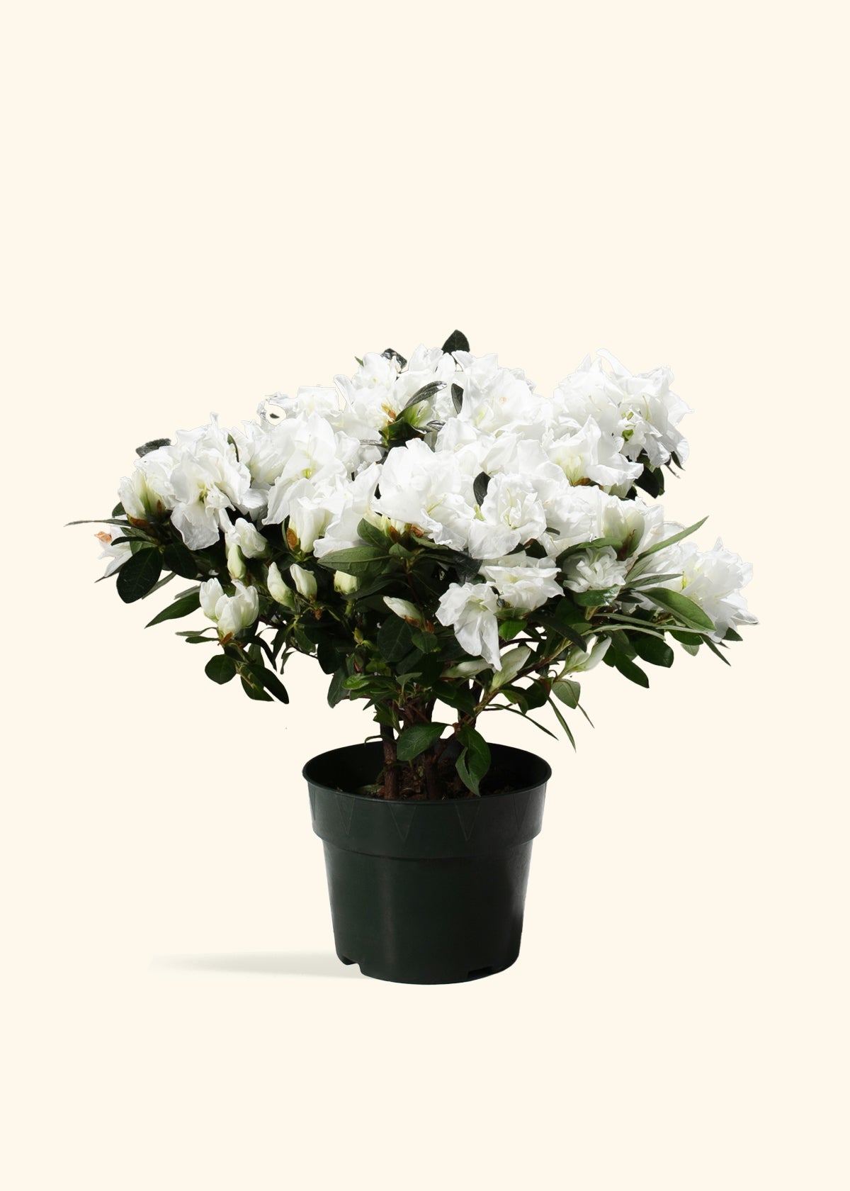 White Blooming Azalea