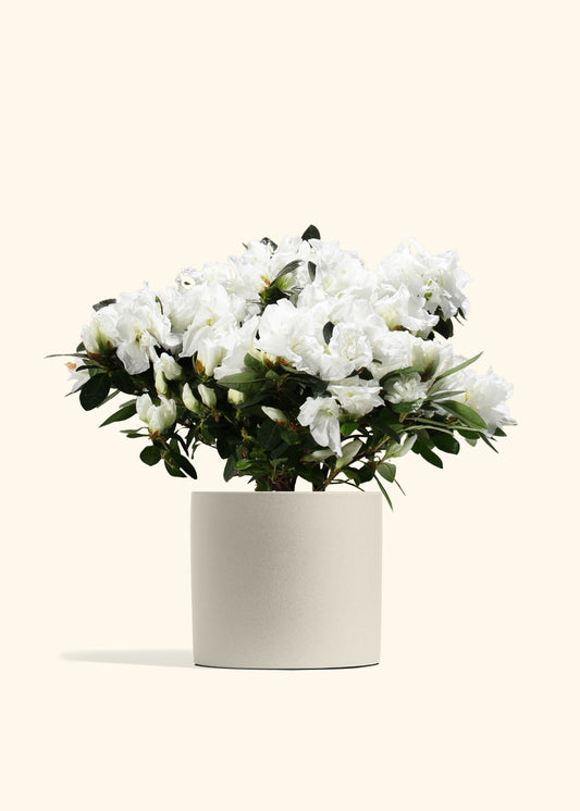 White Blooming Azalea