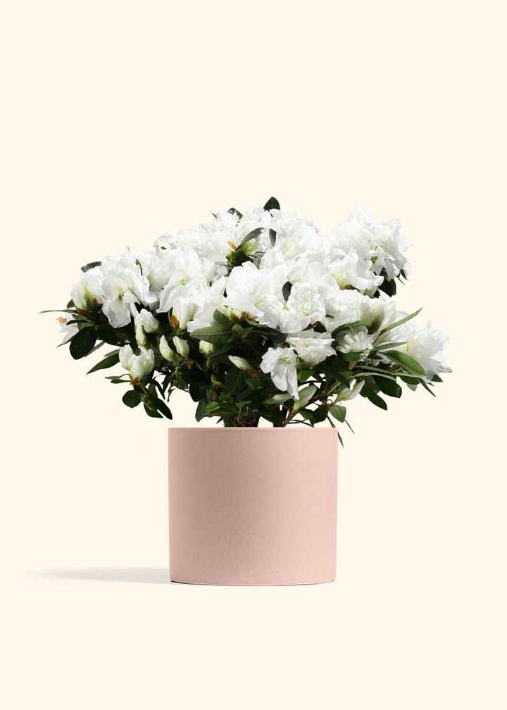 White Blooming Azalea