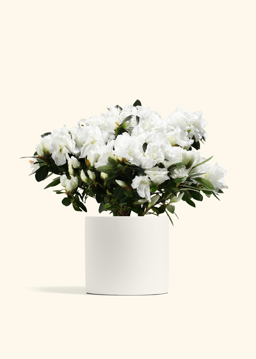 White Blooming Azalea