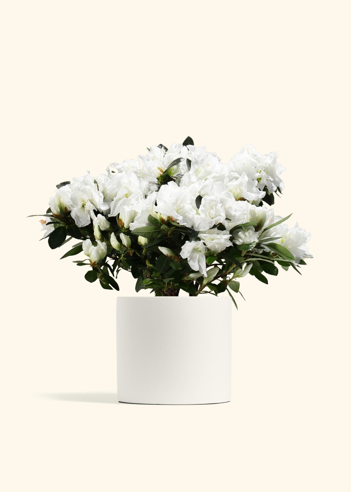 White Blooming Azalea