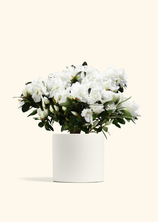 White Blooming Azalea