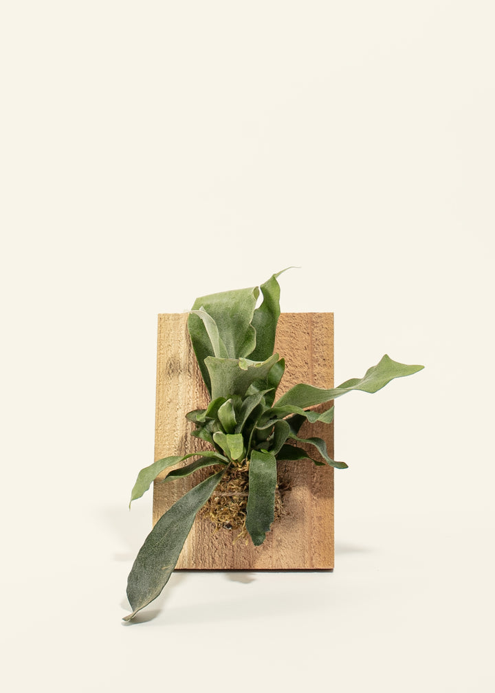 Mounted Staghorn Fern on Wood Plank
