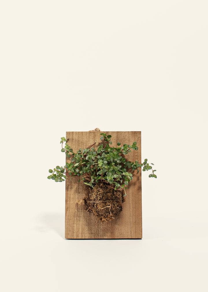 Mounted Baby Tears Pilea on Wood Plank