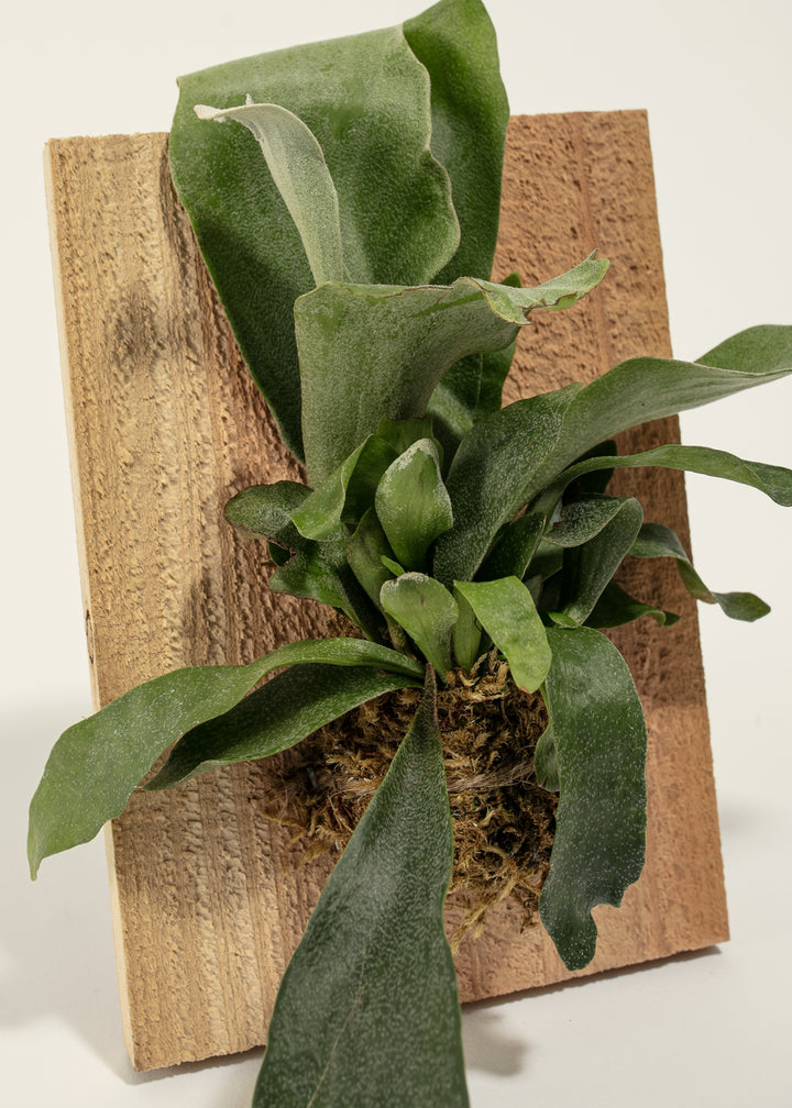 Mounted Staghorn Fern on Wood Plank