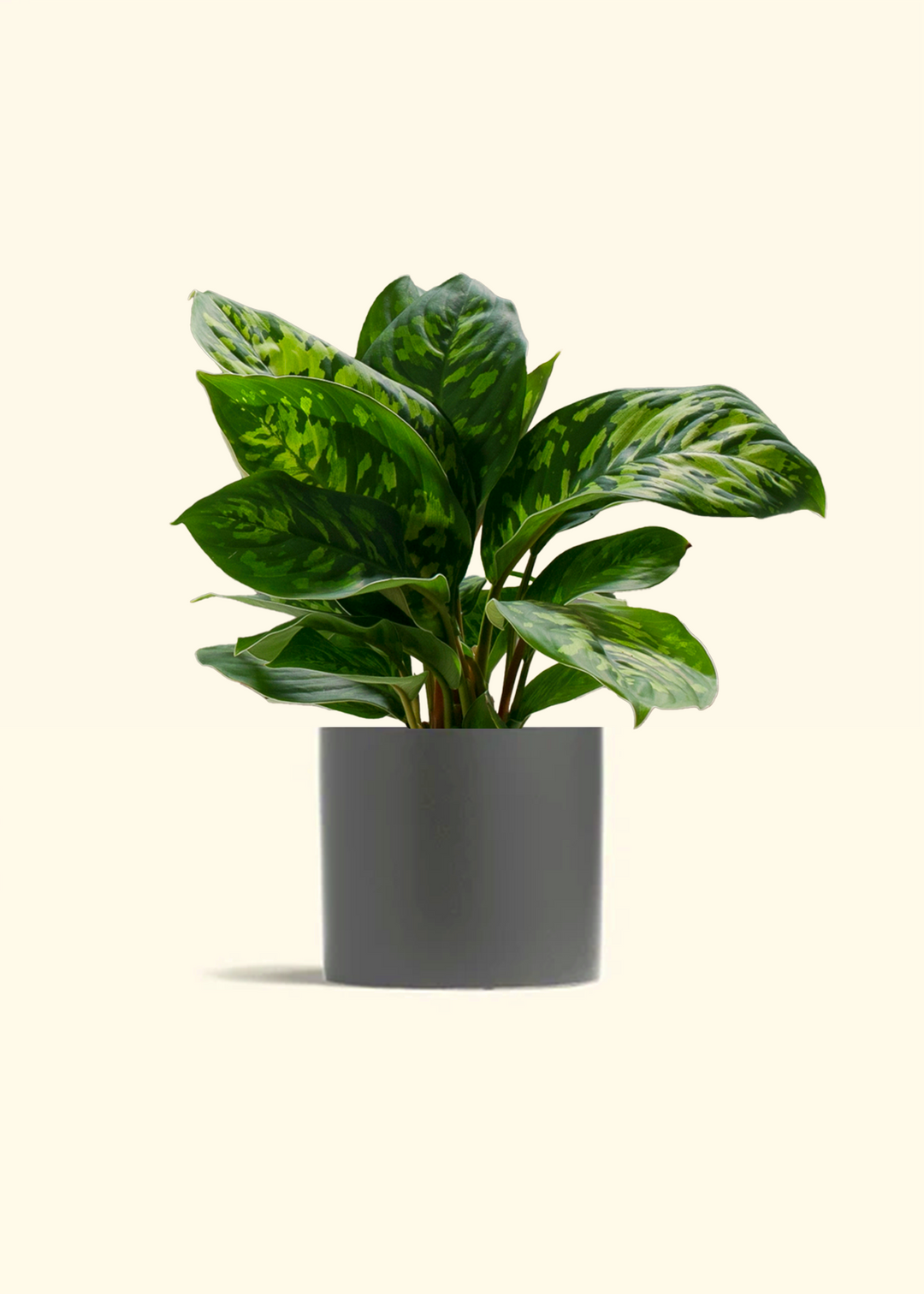 Homalomena 'Camouflage'