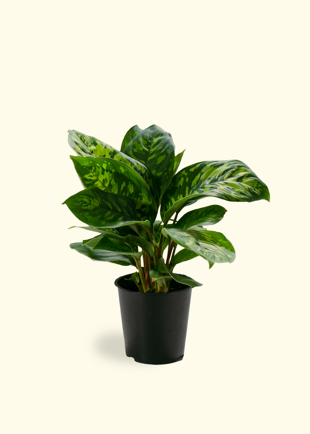 Homalomena 'Camouflage'