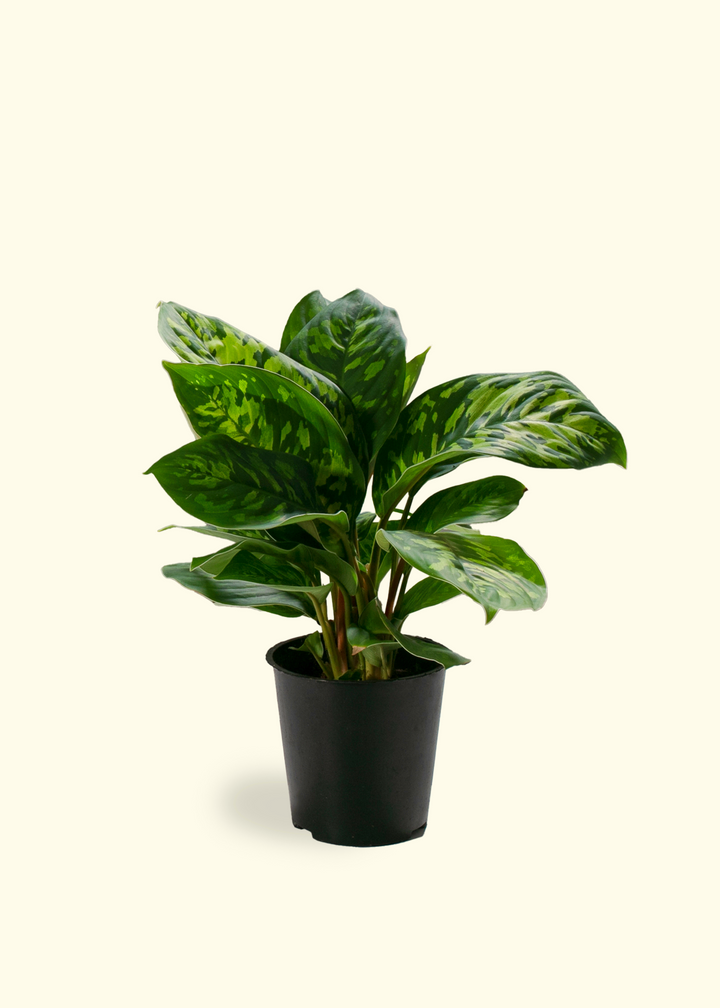 Homalomena 'Camouflage'