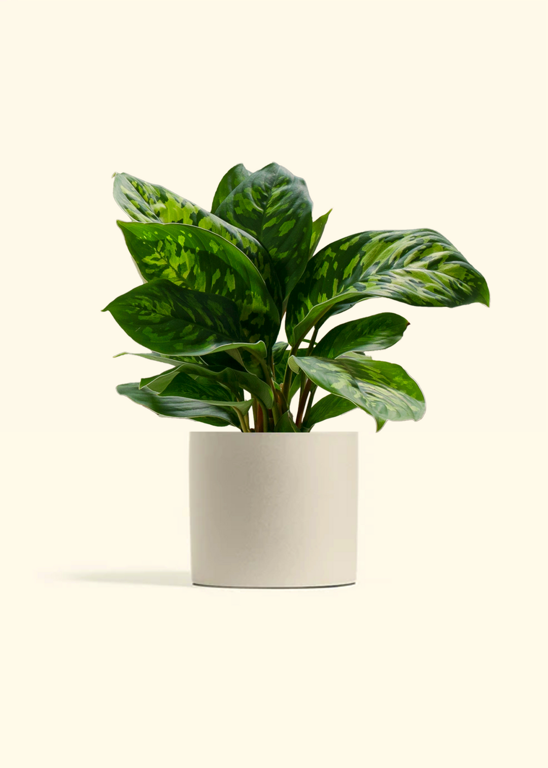 Homalomena 'Camouflage'
