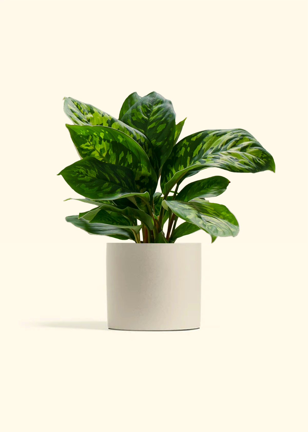 Homalomena 'Camouflage'