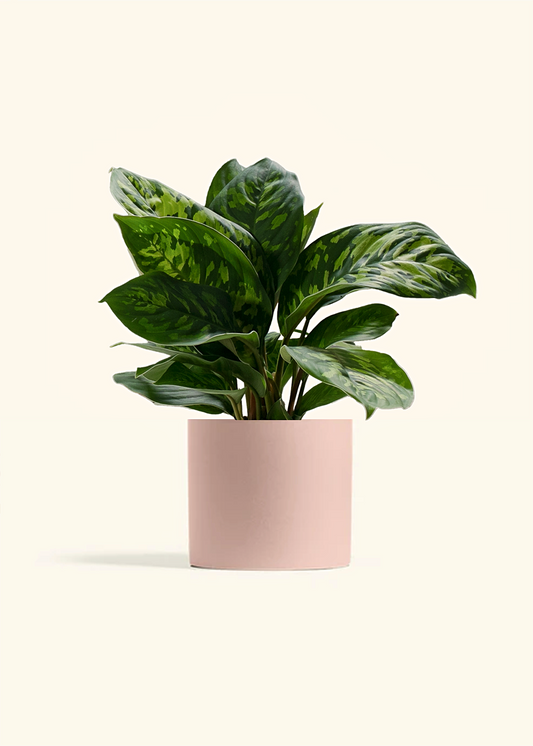 Homalomena 'Camouflage'