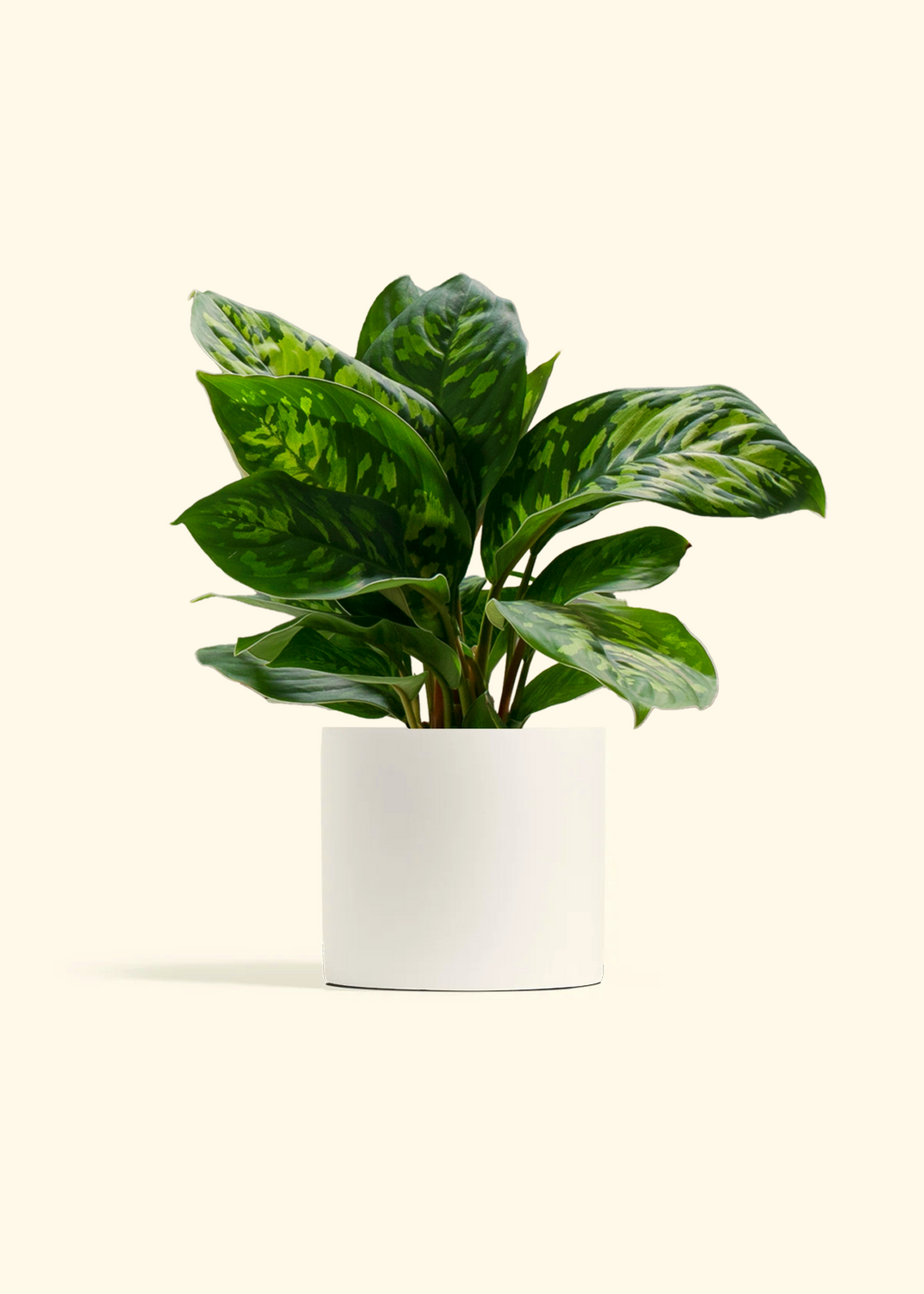 Homalomena 'Camouflage'