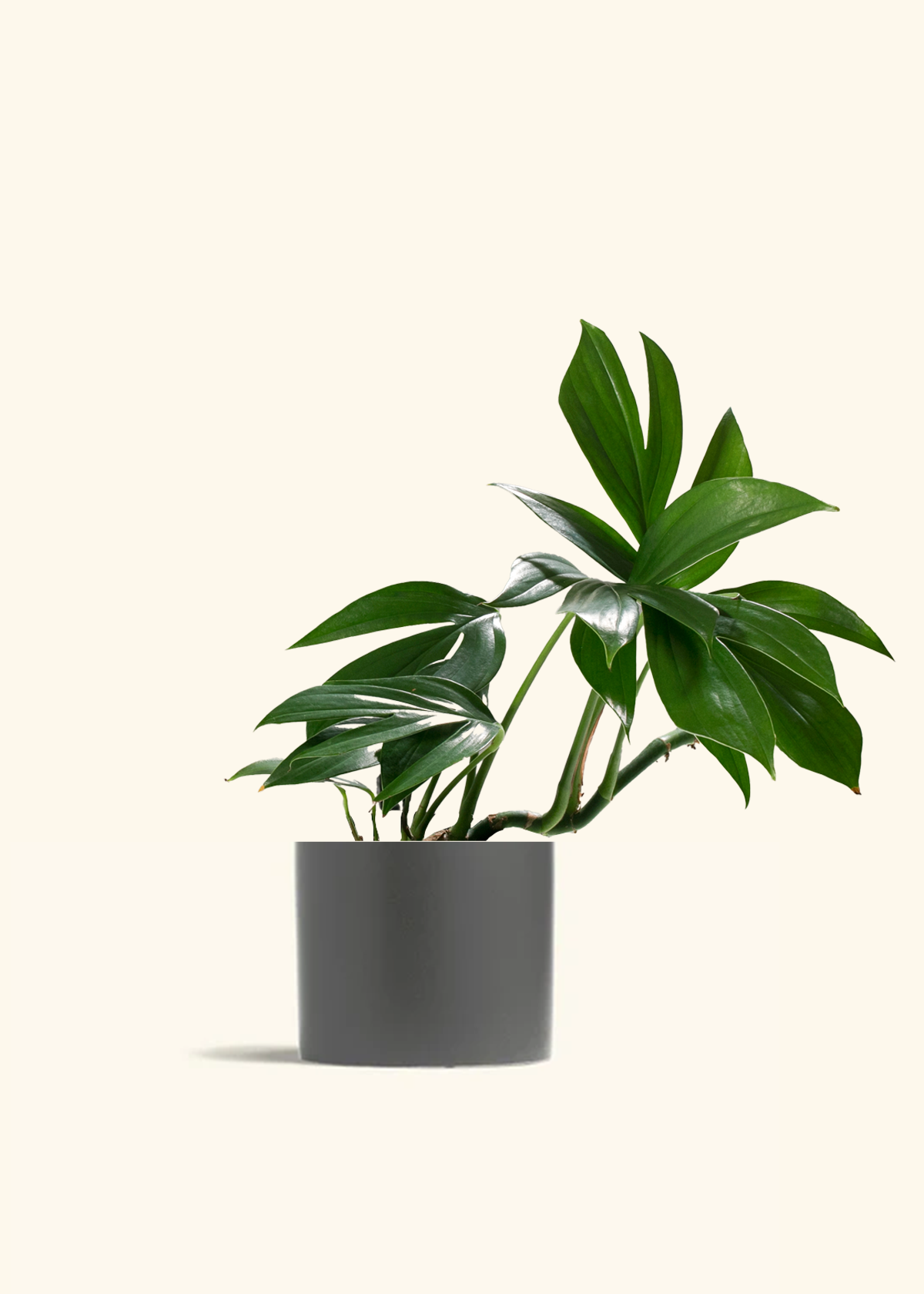 Dragon Tail Plant – Hey Rooted
