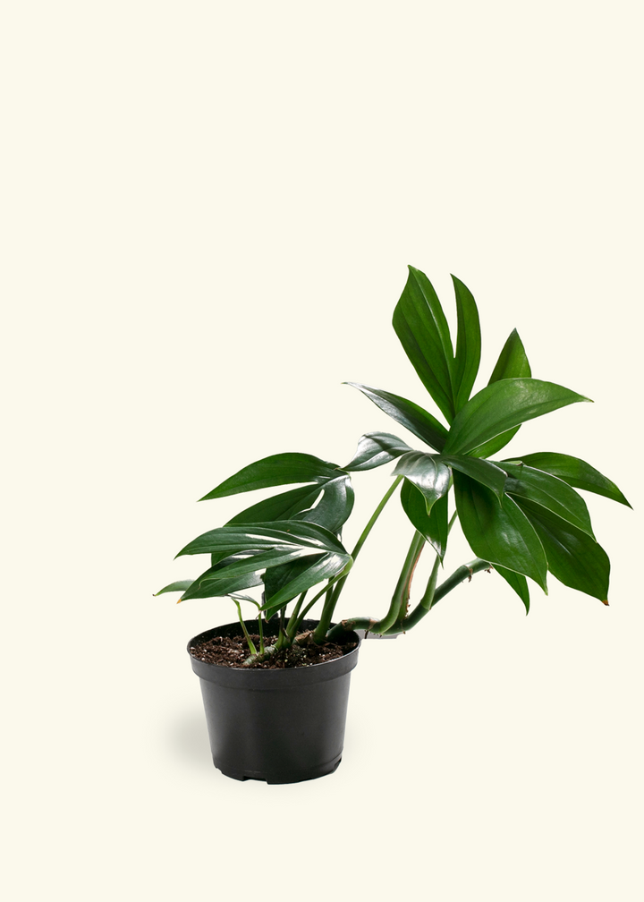 Dragon Tail Plant