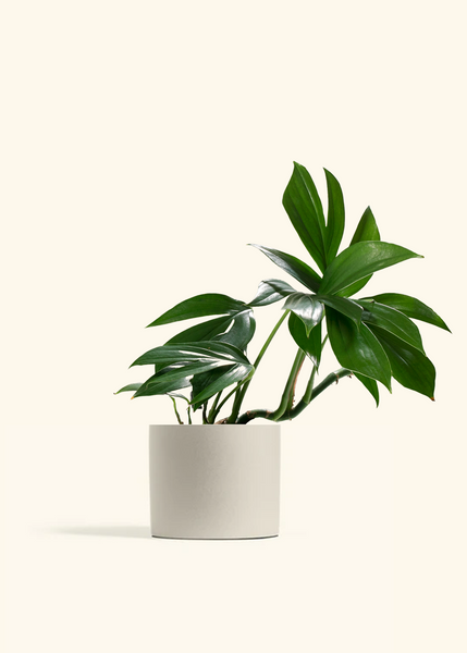 salvador brown hanging planter Dragon Tail Plant – Hey Rooted