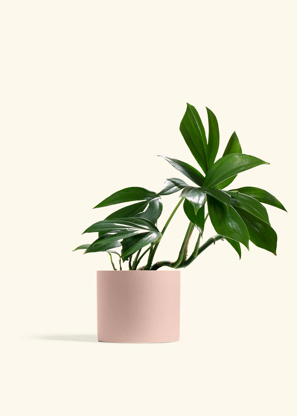 upright plants for pots Dragon Tail Plant – Hey Rooted