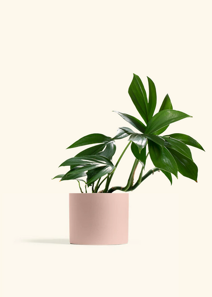 estragon house plant Dragon Tail Plant – Hey Rooted
