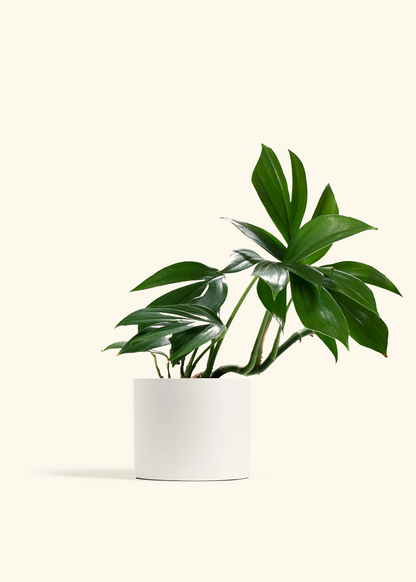 dragon tail plant moss pole Dragon Tail Plant – Hey Rooted
