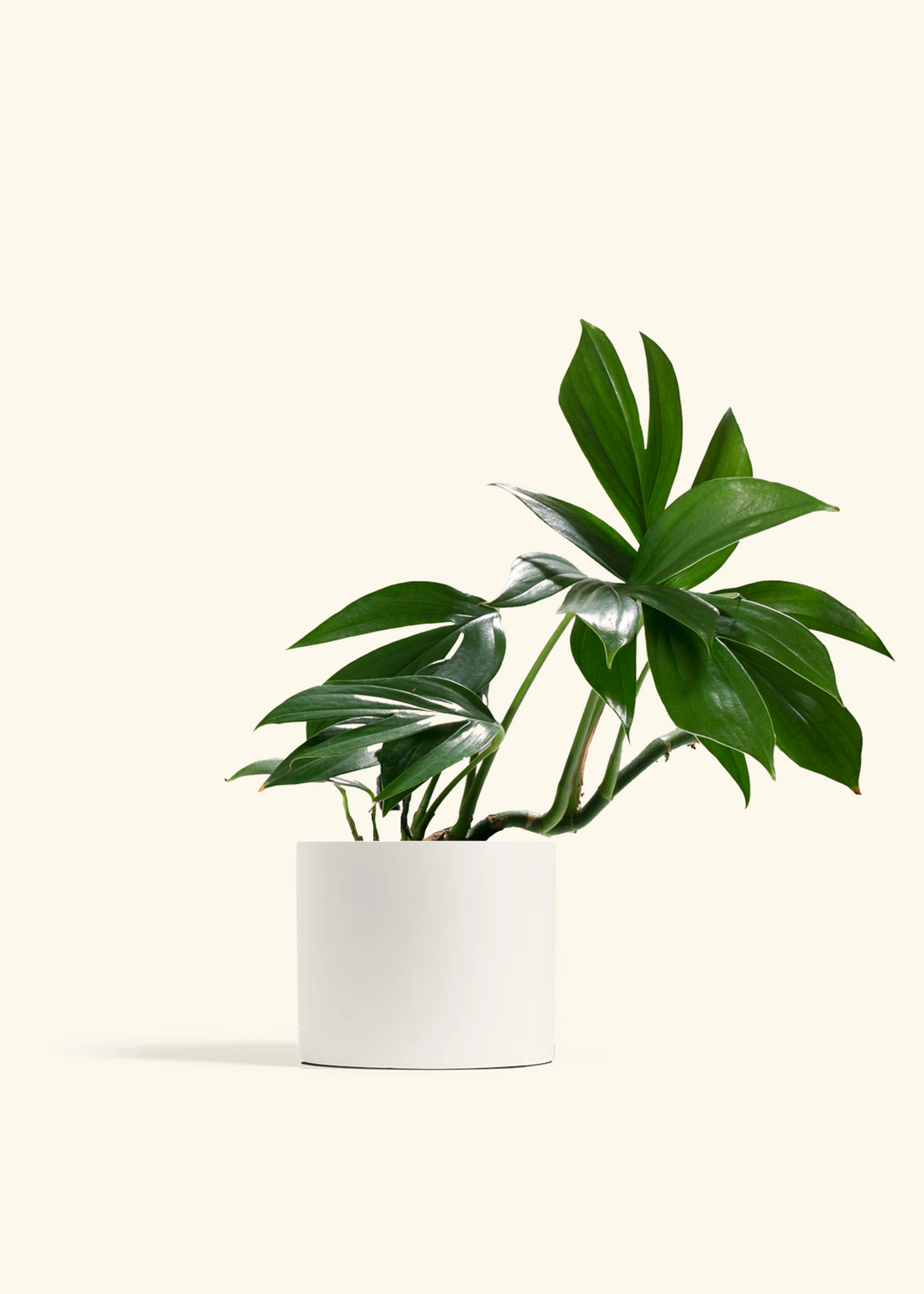 Dragon Tail Plant