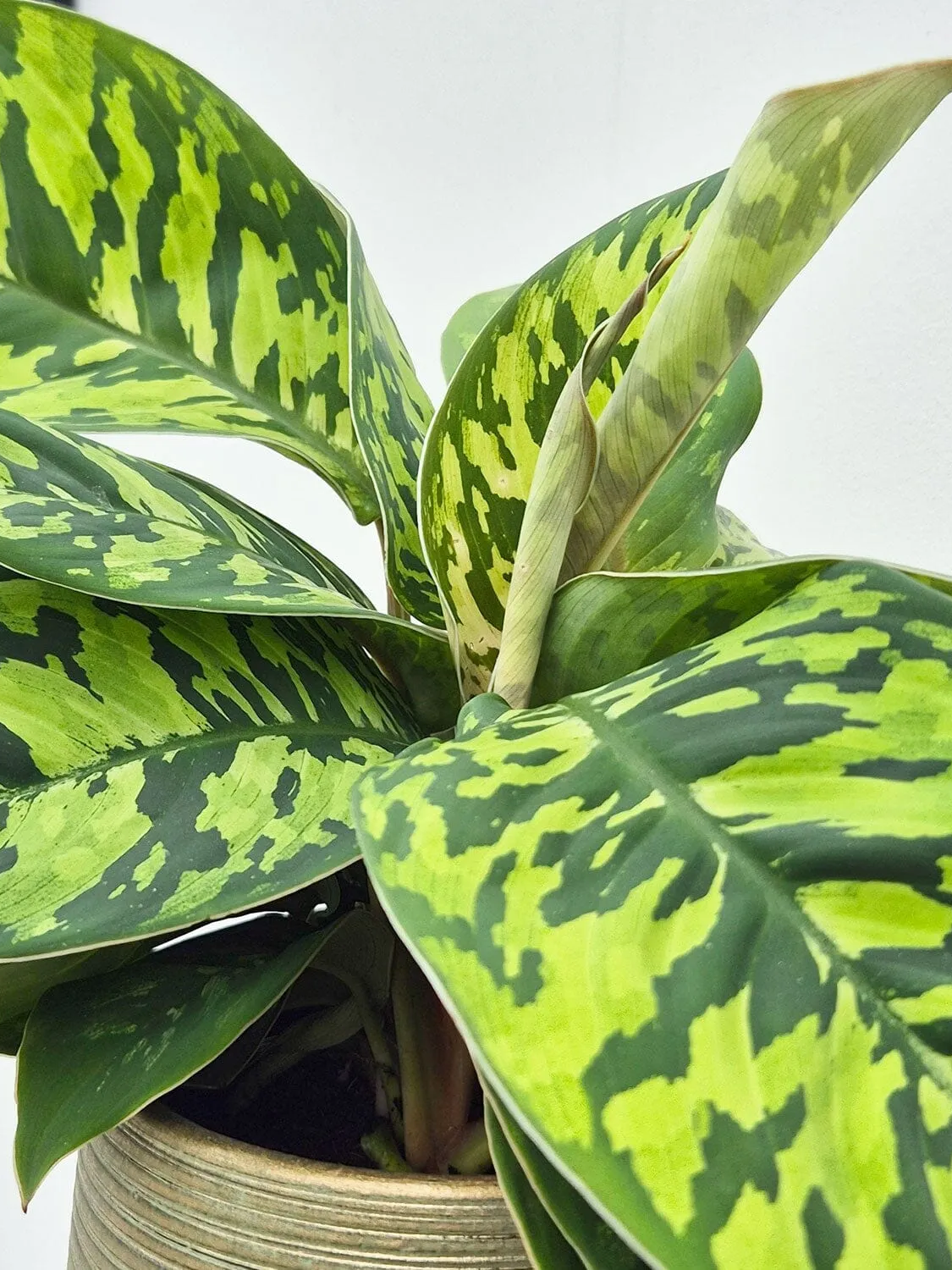 camouflage philodendron Homalomena Camouflage – Hey Rooted