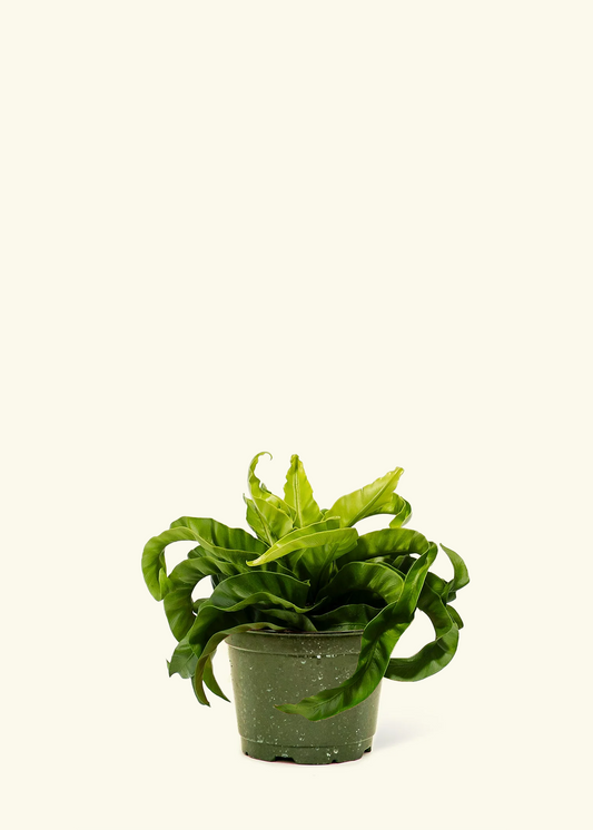 Hurricane Fern, Medium
