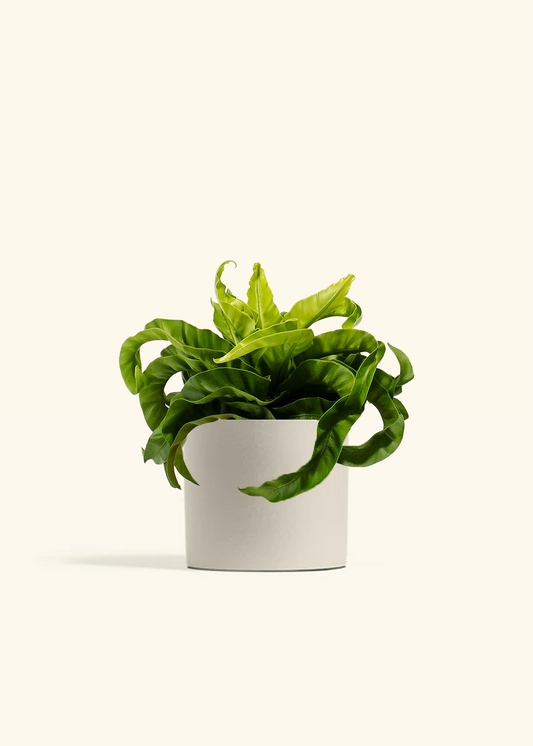 Hurricane Fern, Medium