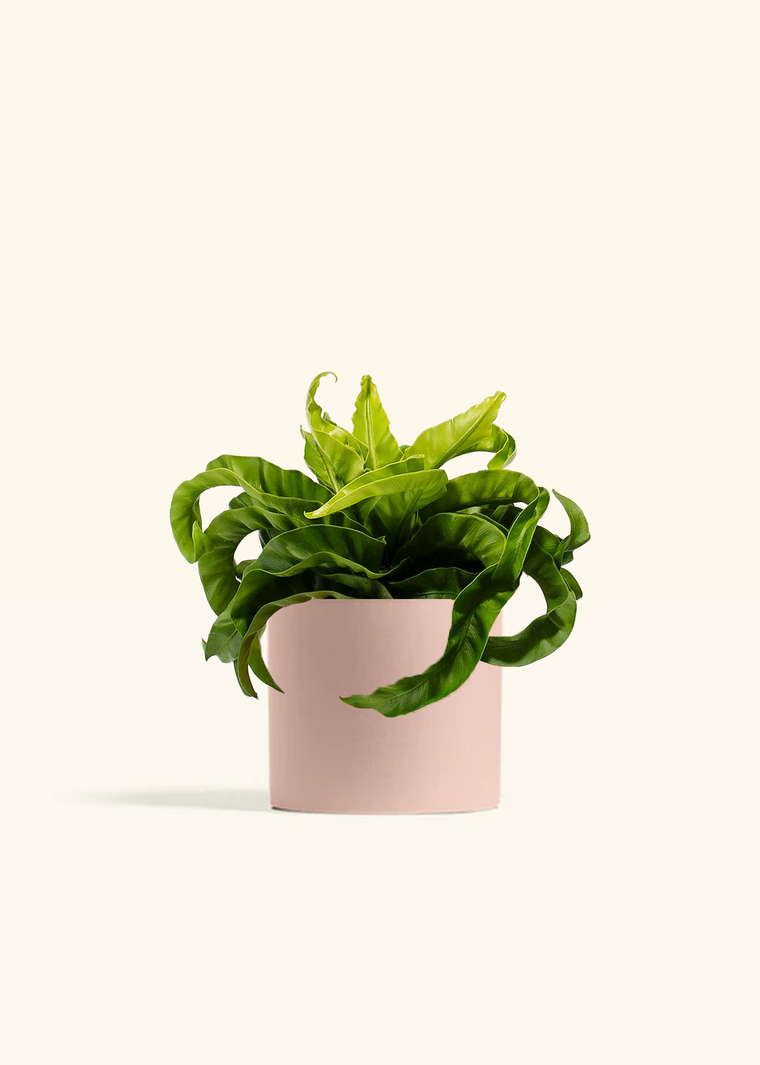 Hurricane Fern