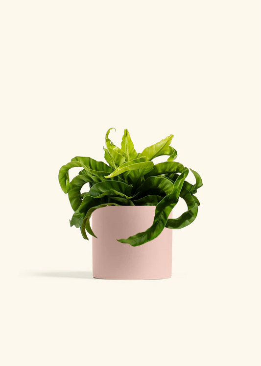 Hurricane Fern, Medium