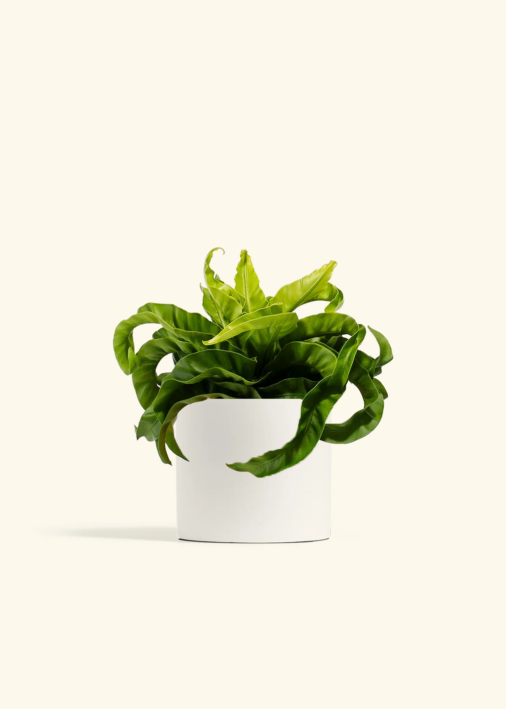 Hurricane Fern