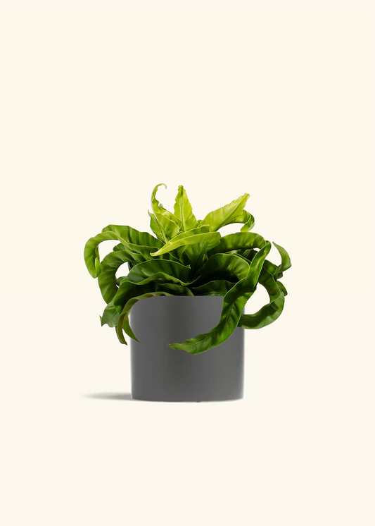 Hurricane Fern, Medium