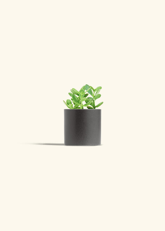 Jade Plant in a 4 inches Charcoal Classic Cylinder Planter 