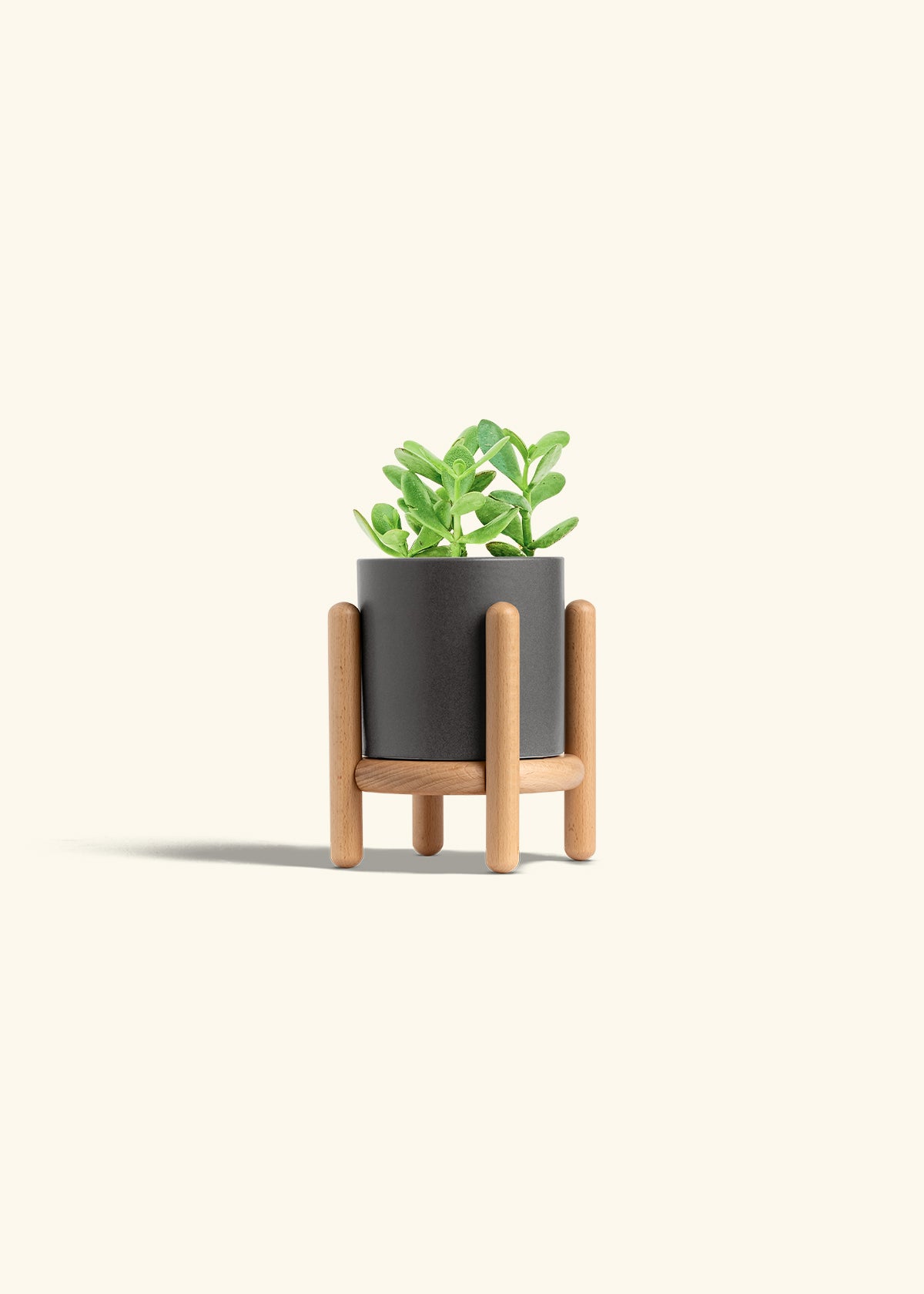 Jade Plant in a 4 inches Charcoal Classic Cylinder Planter in a Shamrock Petal Drip Tray