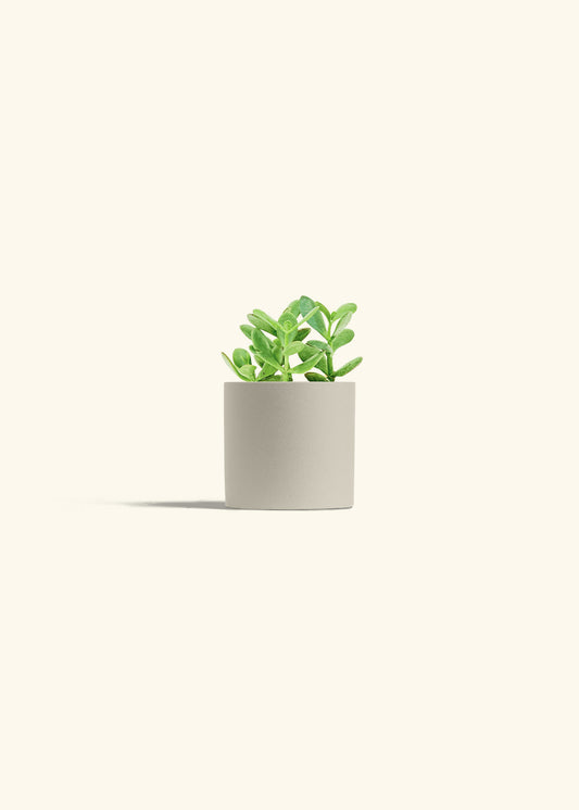Jade Plant in a 4 inches Oat Classic Cylinder Planter 