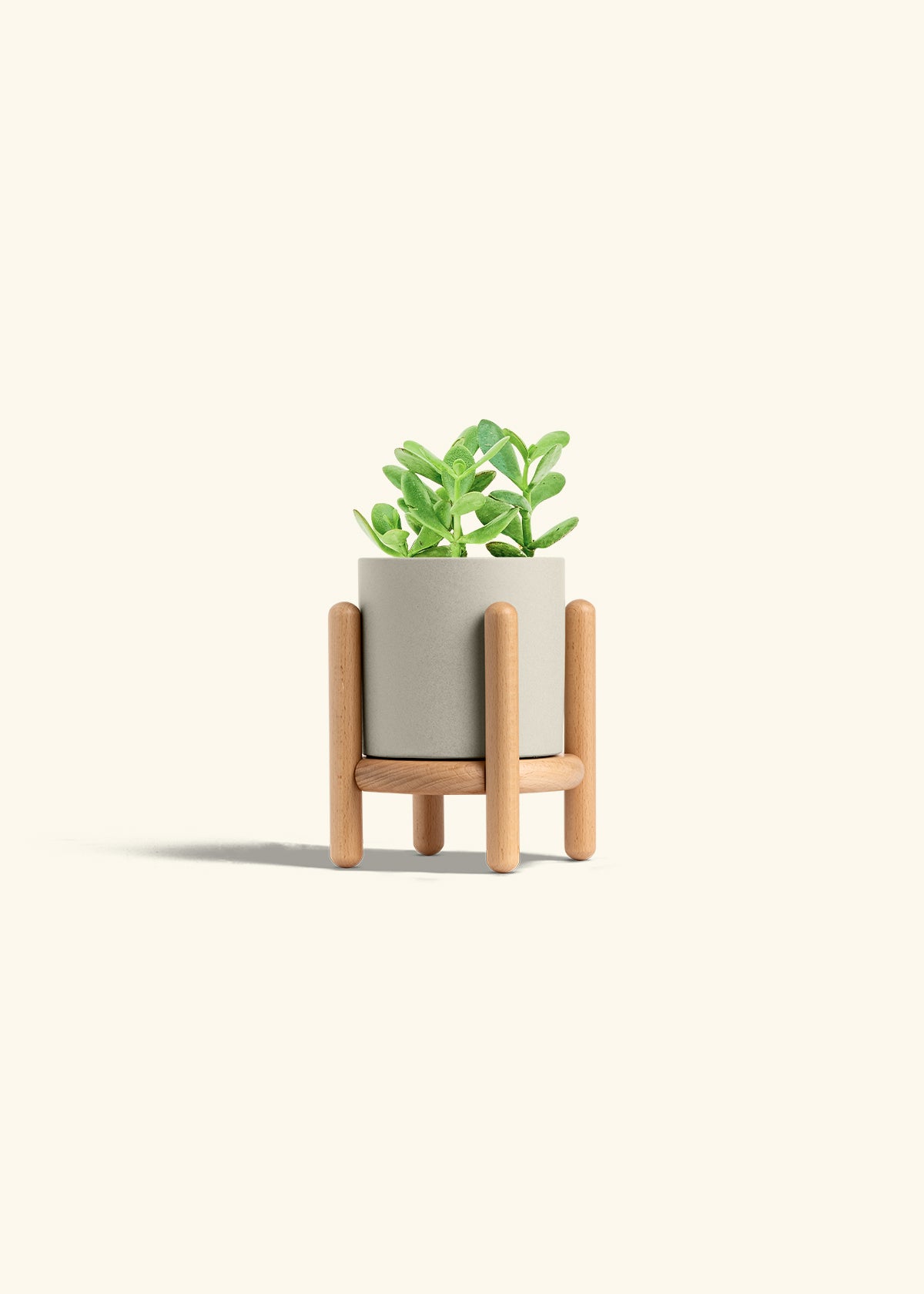 Jade Plant in a 4 inches Oat Classic Cylinder Planter in a Beech Wood Stand